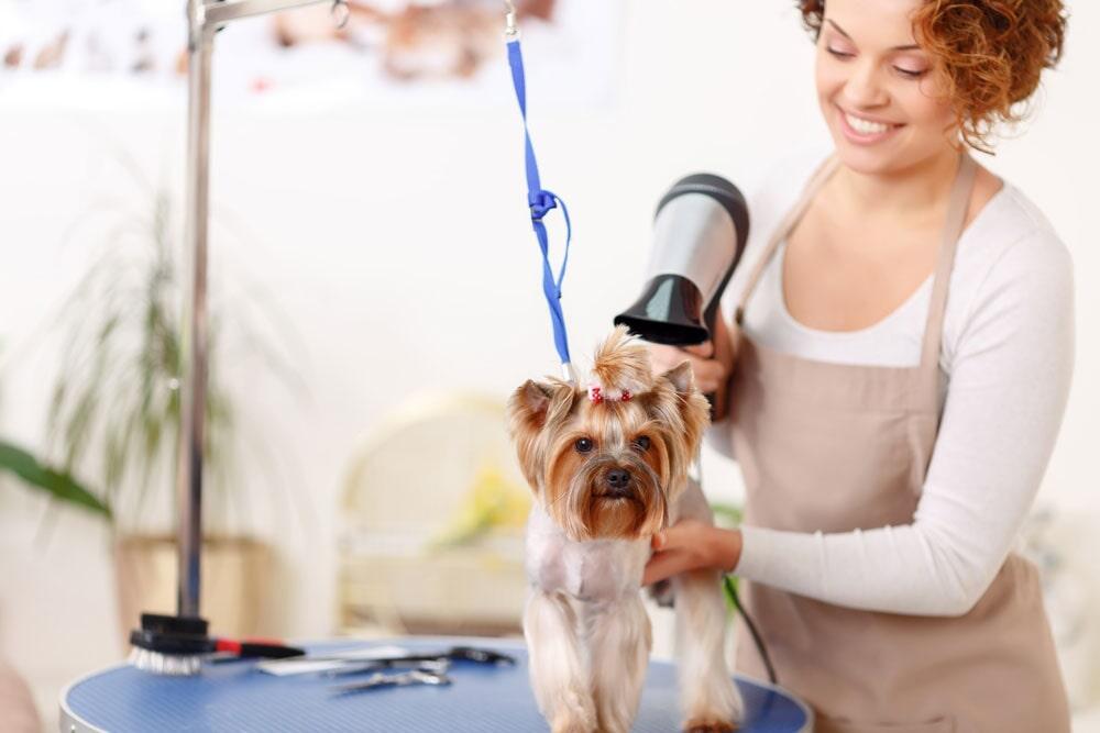 DRA. MERCIER HOSPITAL VETERINARIO –