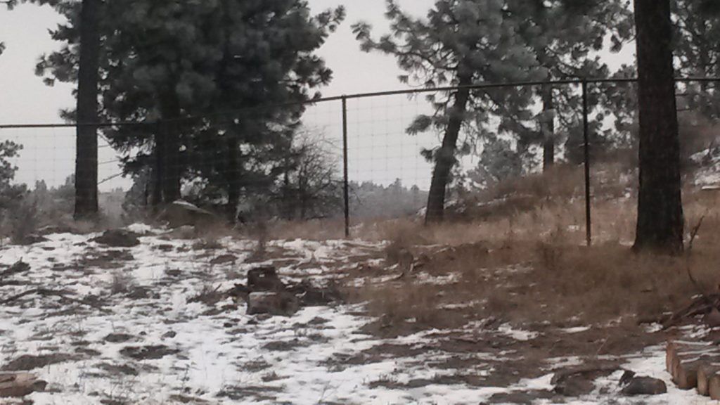 A snowy field with trees and a fence in the background