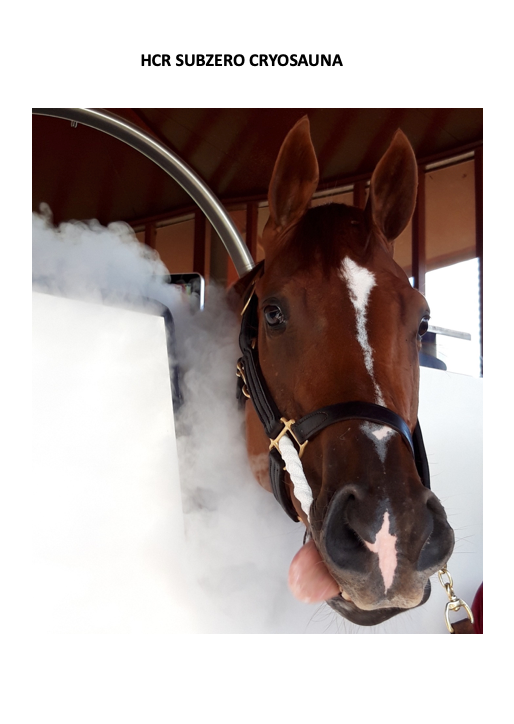 A brown horse with a white spot on its nose is in a hcr subzero cryosauna