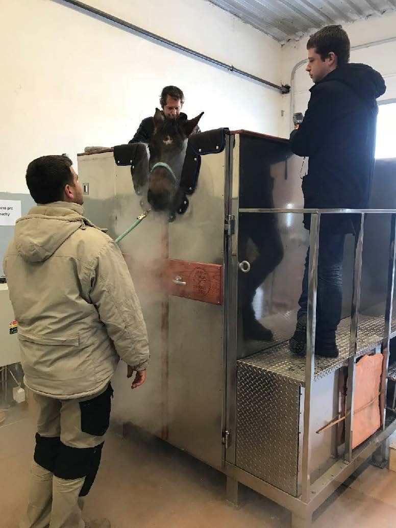 Horse cryosauna