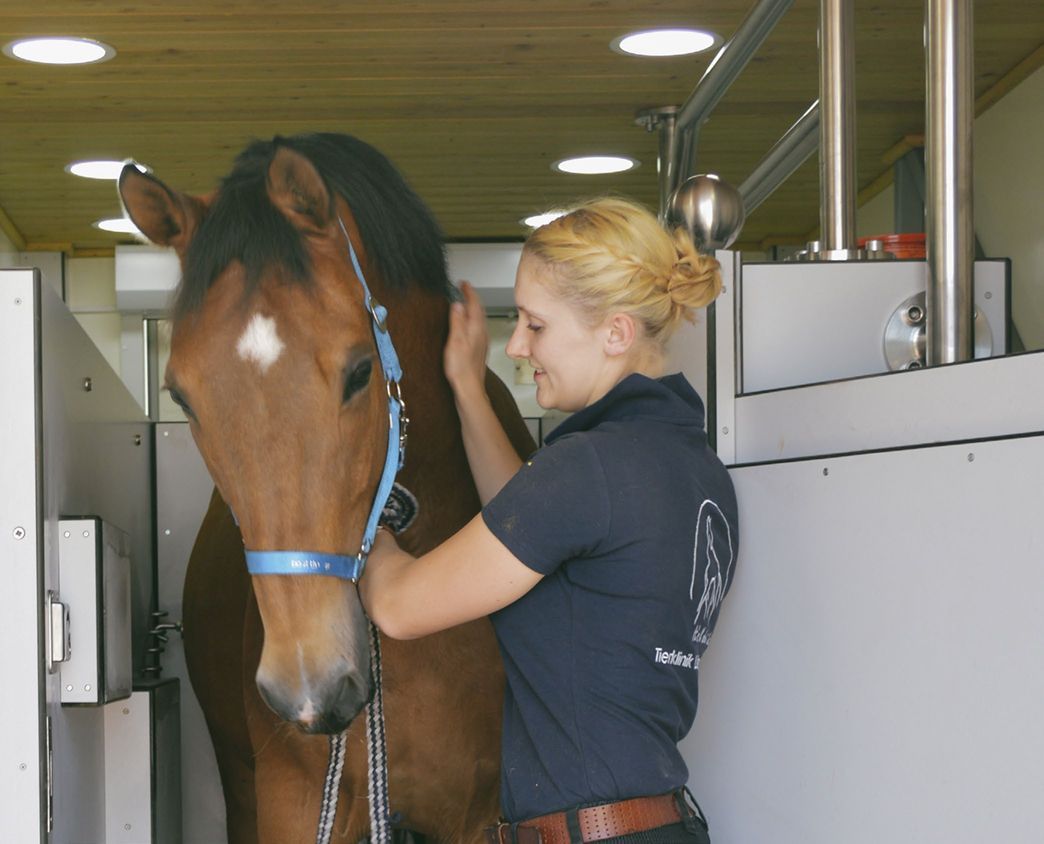 Cryo chamber for horses