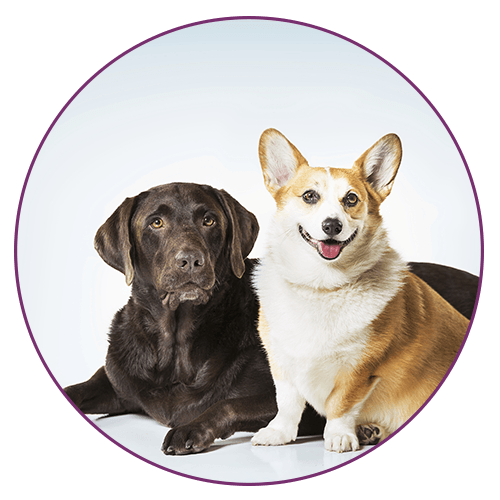 Distribuidora mayorista de alimentos para mascotas