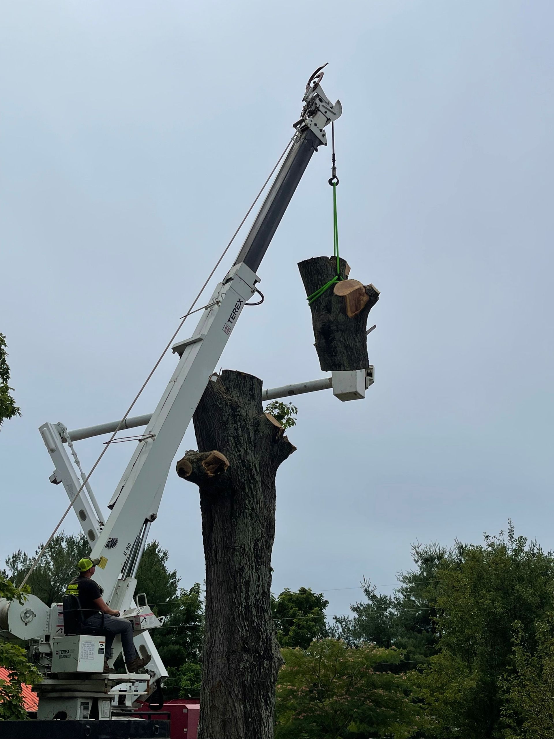 tree removal clarksville, tn tree removal clarksville, tn