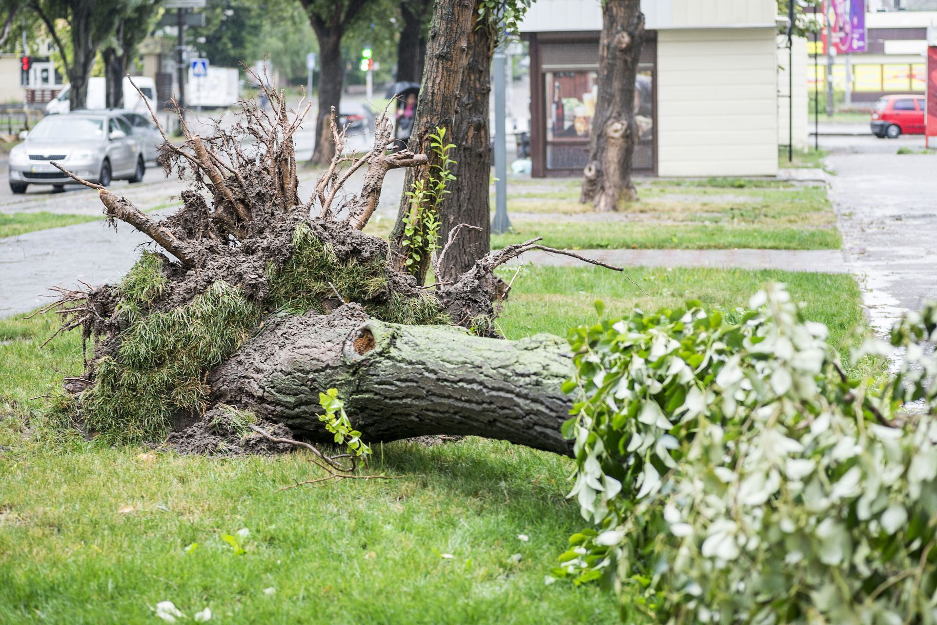 Storm Damage Repair Near You Storm Damage Repair Near You