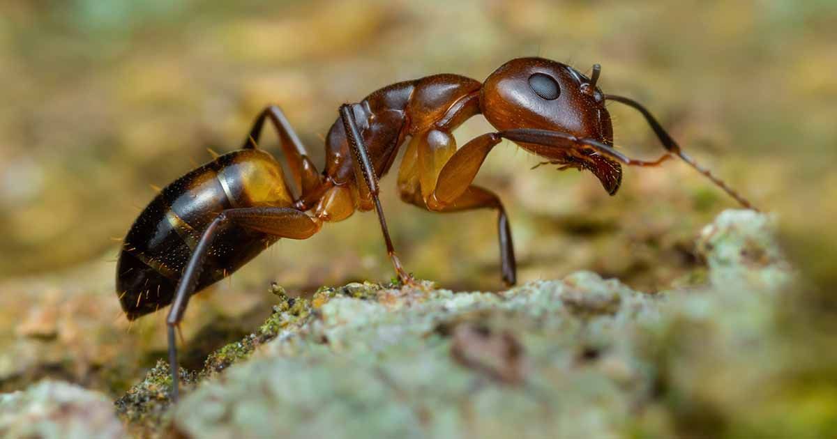 Ant, brown and black, on a textured surface common in Coeur d'Alene
