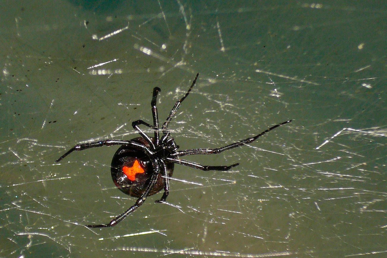 Black widow spider, black body with red hourglass on abdomen, in a web.