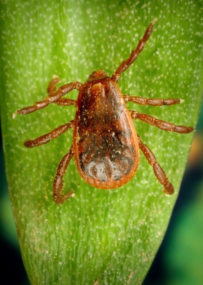 Tick on green leaf. Brown body, eight legs extended common in Kootenai County