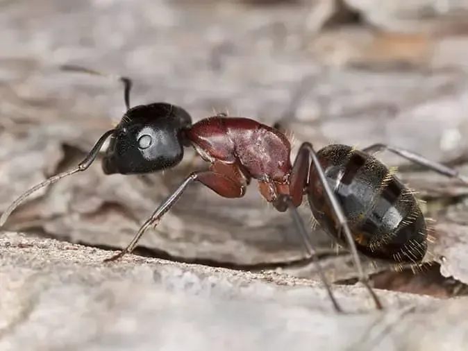 Large carpenter ant with black head and segmented black and red body, on rough bark inside a house located in Rathdrum.