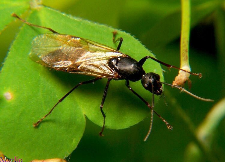 Black flying carpenter ant with transparent wings on a green clover leaf common in Hayden.