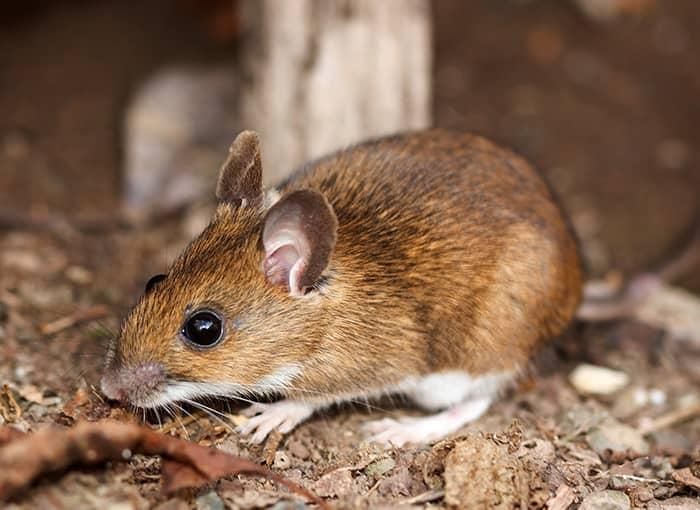 Brown field mouse with black eyes, foraging on dirt and leaves close to home in Post Falls