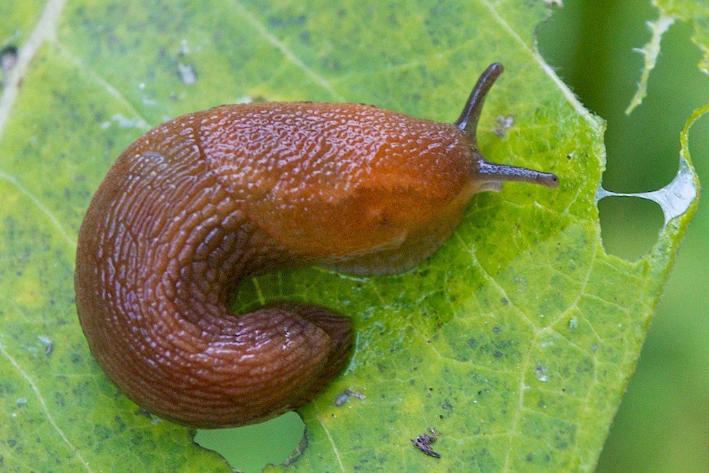 Brown slug on a green leaf, with antennae extended common in Post Falls.