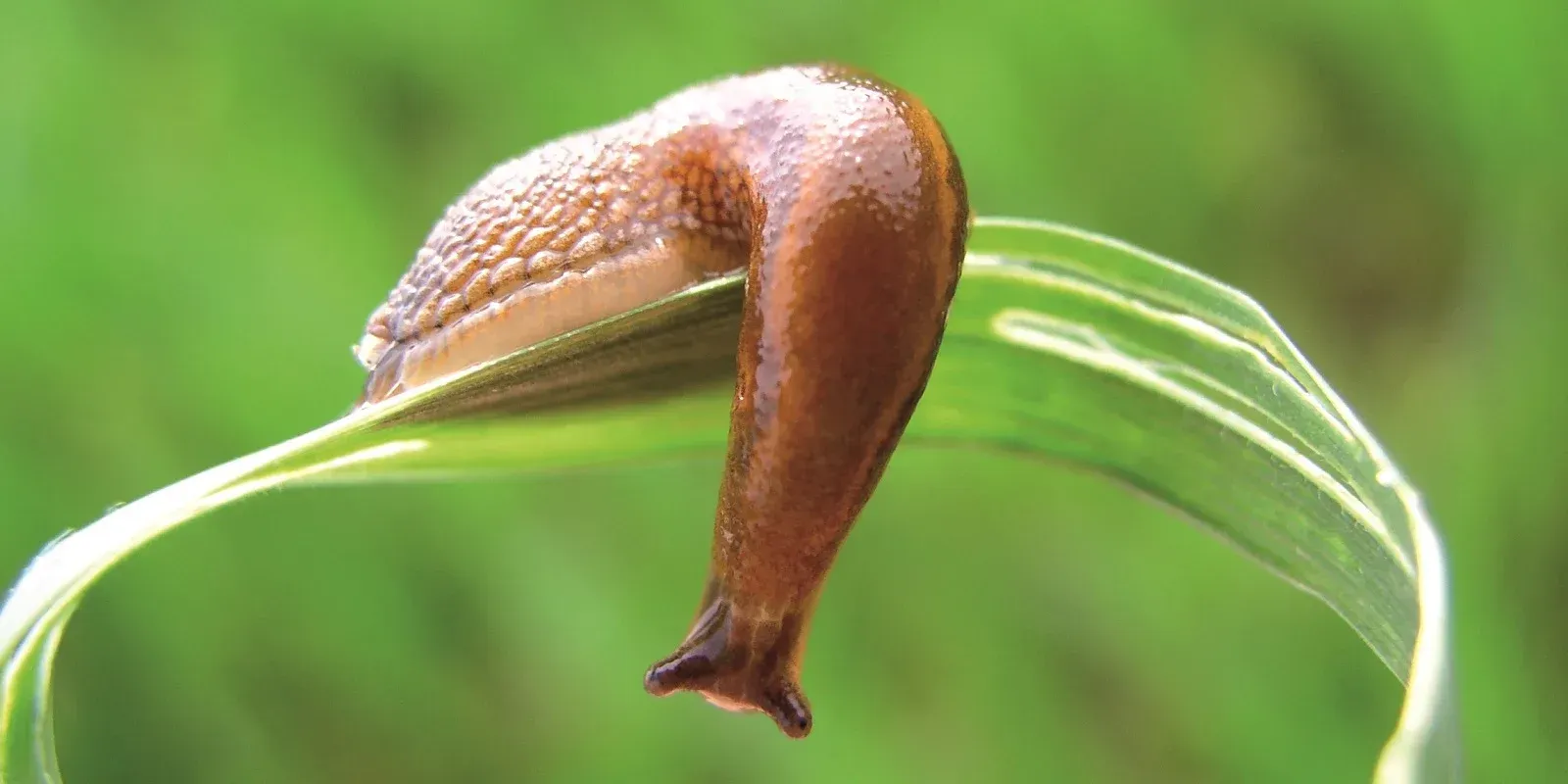 Brown slug on a green leaf against a blurred green background common in Hayden.