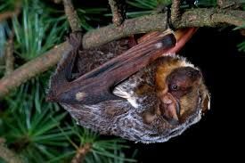 Bat  with ark brown fur, large ears, wrapped in wings, dark setting, common around waterfront homes in CDA.