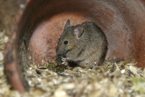 Mouse eating in a terracotta pot filled with wood shavings common in Hayden Idaho.