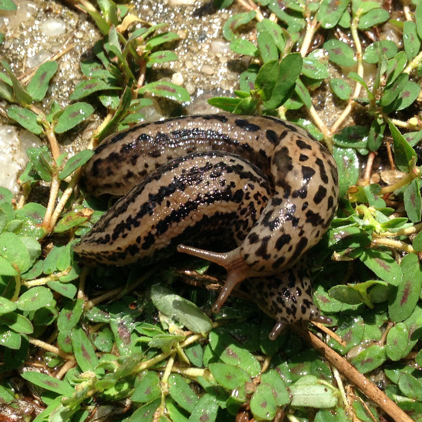 Leopard slug on green ground cover, brown and black spotted, antenna extended common in Spokane WA.