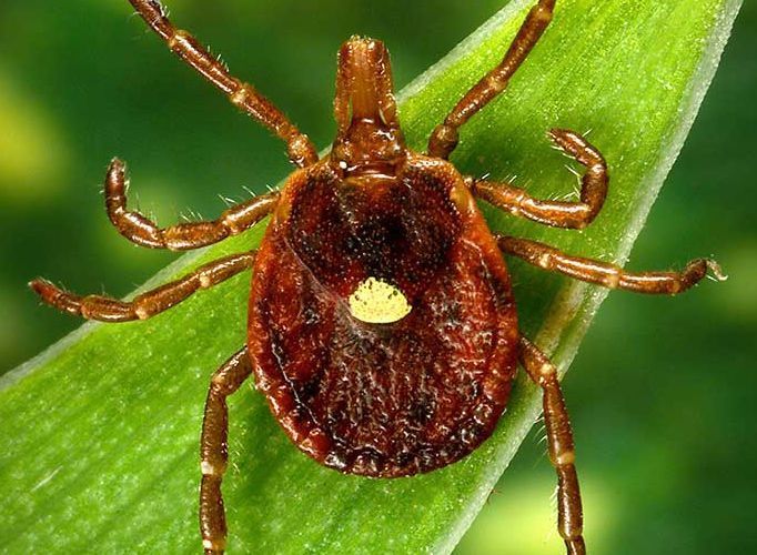 Brown tick with a light-colored spot on a green leaf.
