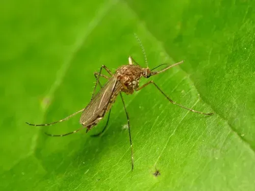 Mosquito on a green leaf. It is brown with long legs and a proboscis common in Spokane.