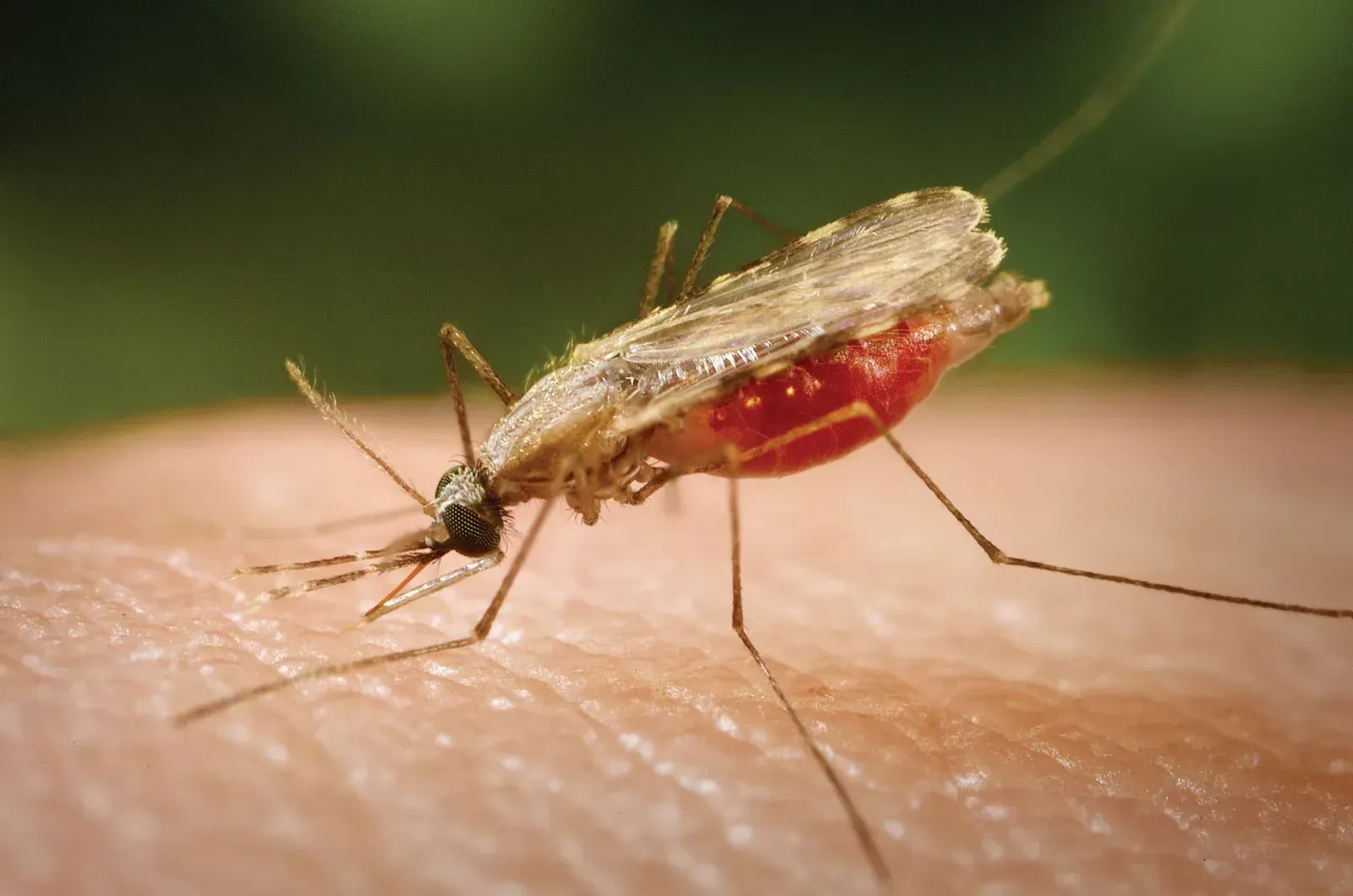 Mosquito feeding on skin, engorged abdomen visible with red blood common in North Idaho.