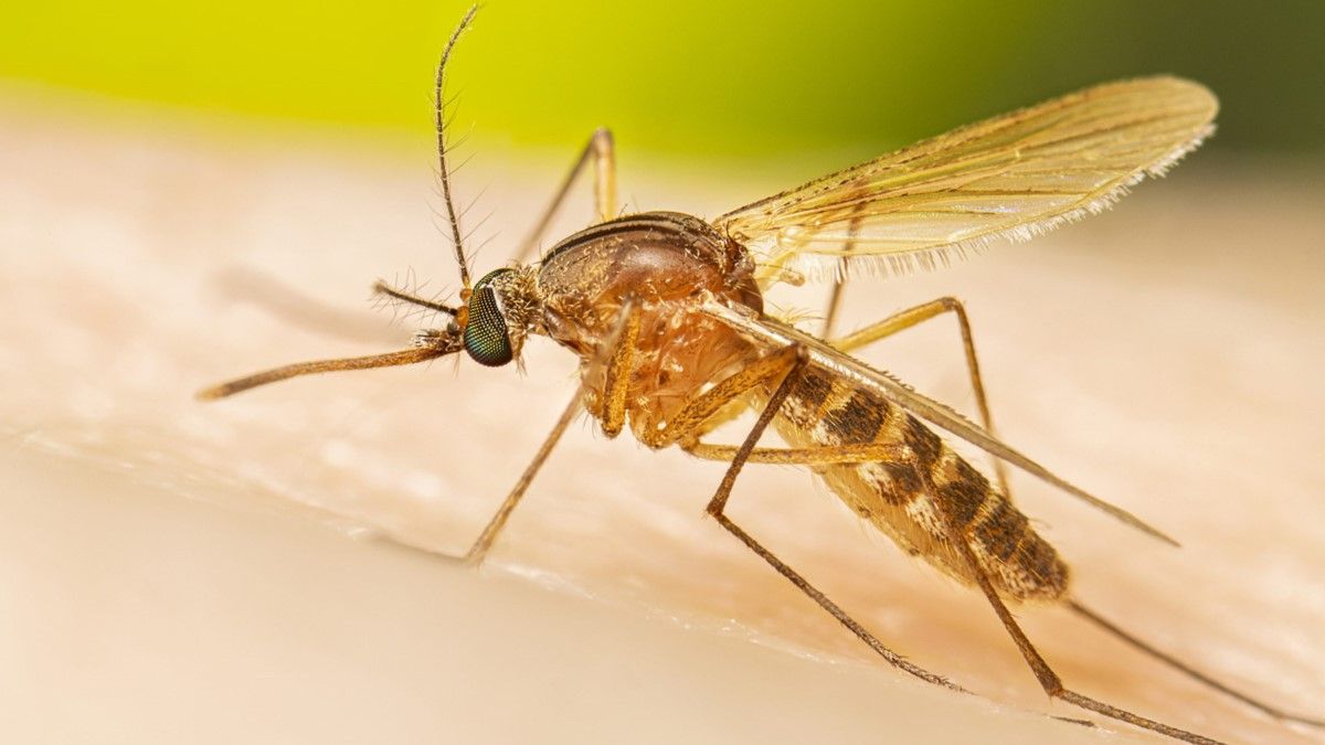 A mosquito feeding on skin, tan and brown body with translucent wings common near homes in Post Falls.
