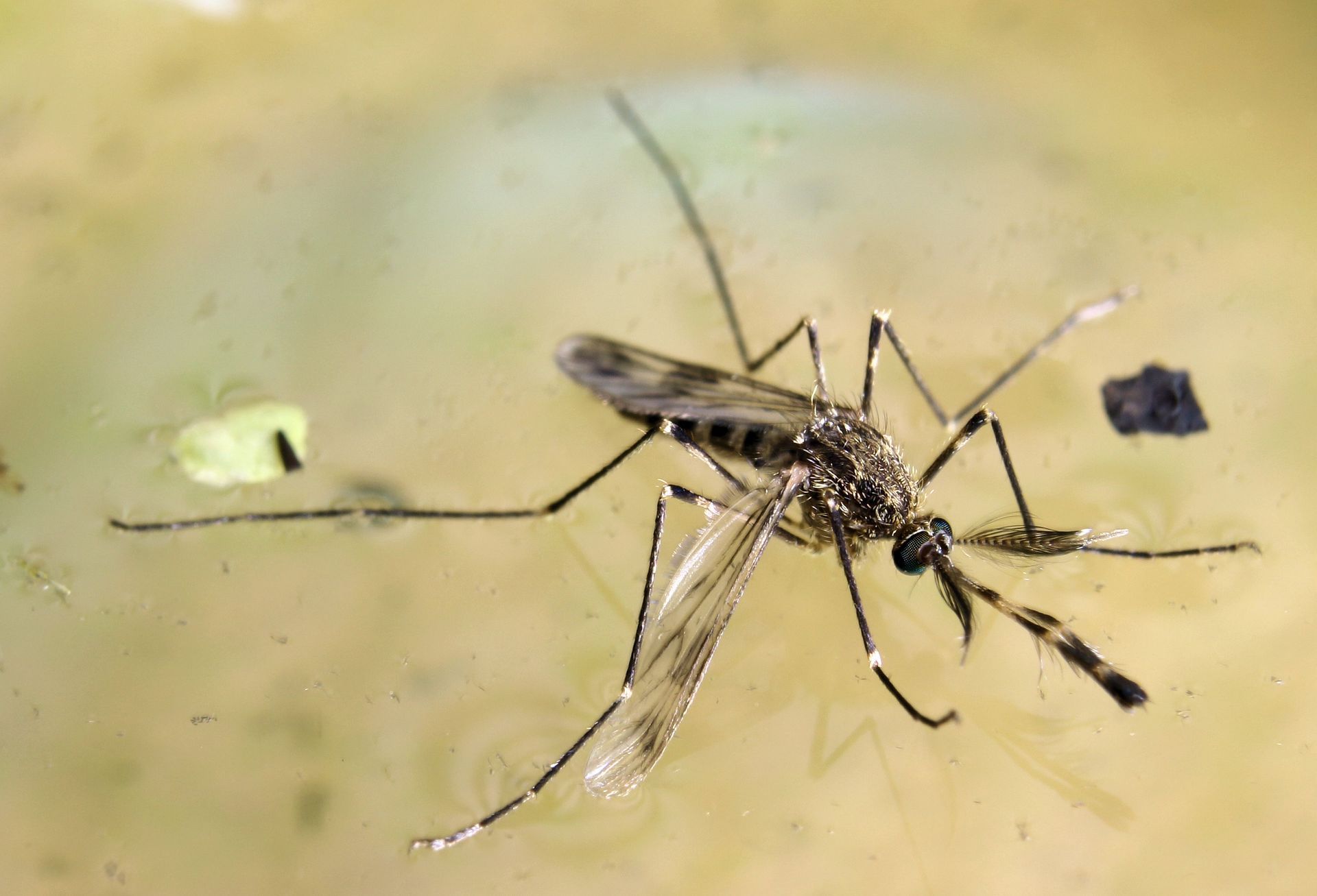 Mosquito floating in yellowish liquid, visible wings and long legs inside a house in Hayden.