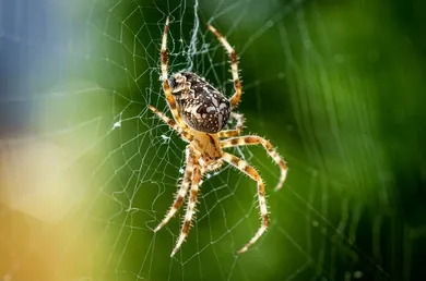 Spider in web, brown and tan, in front of a blurred green background near house in Post Falls.