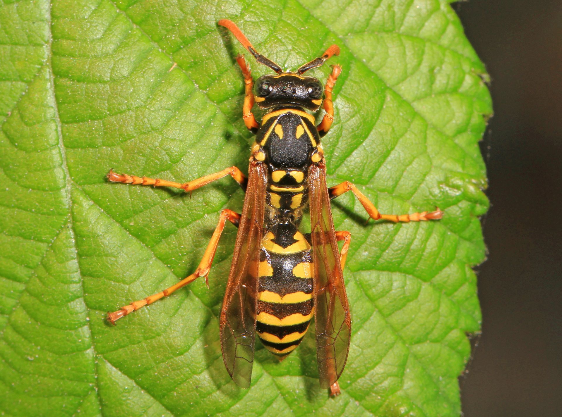 Yellow jacket wasp with black markings on a green leaf common in Post Falls.