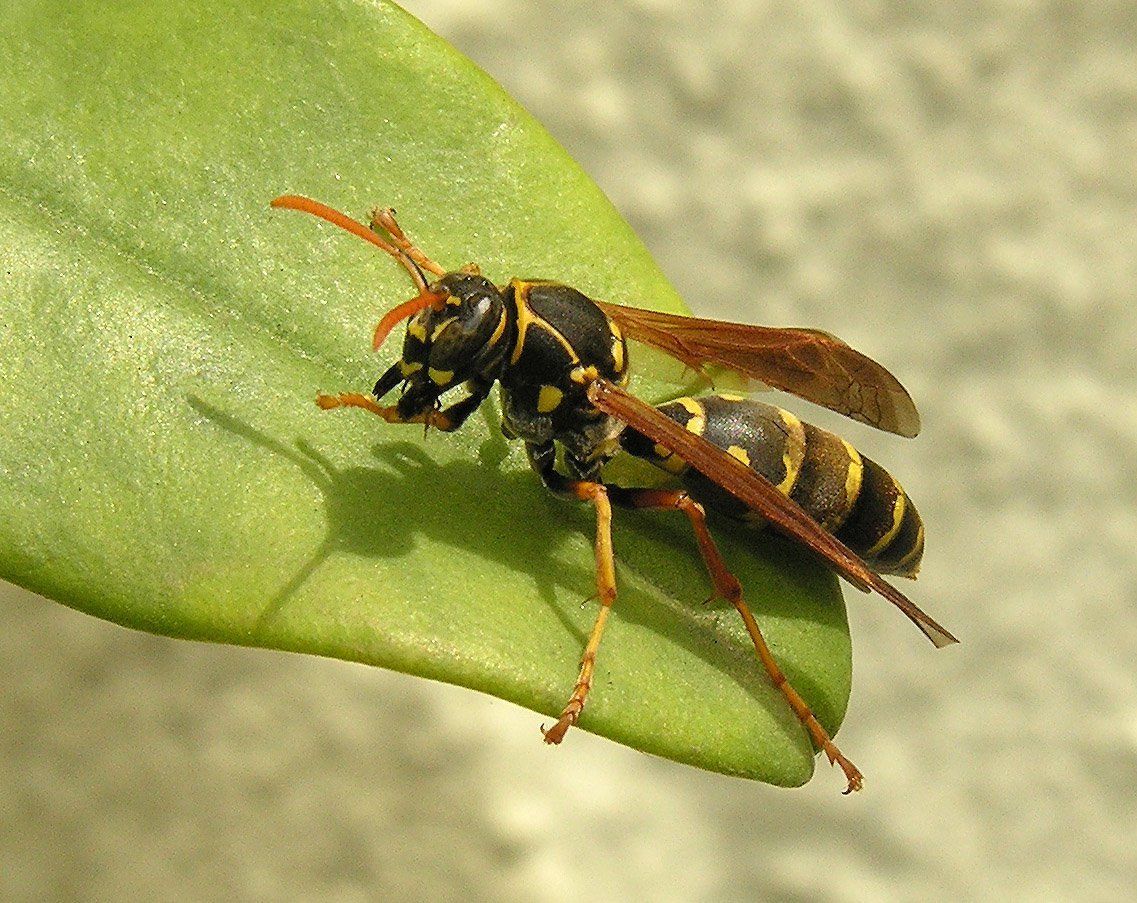 Wasp with black and yellow stripes, on a green leaf common in CDA.