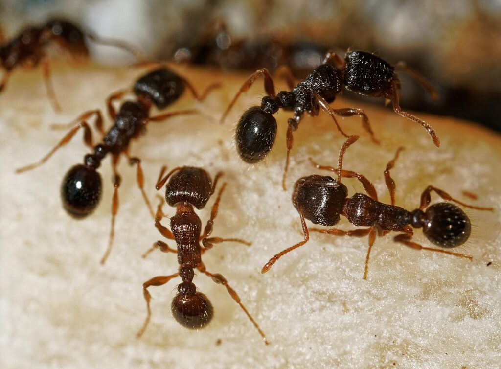 Several small, dark ants on a light-colored surface, possibly food, with some clustered together common in North Idaho