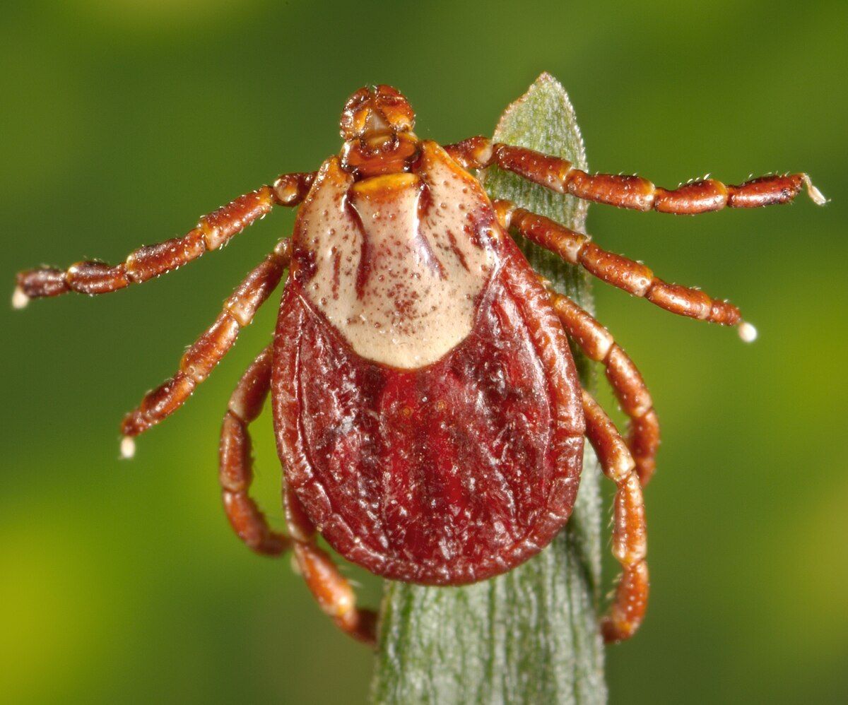 Engorged brown and red tick on a green plant stem common in Spokane