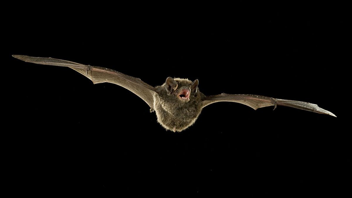Bat with wings spread wide, with a brown body and open mouth, against a black background common around Lake Coeur d'Alene.