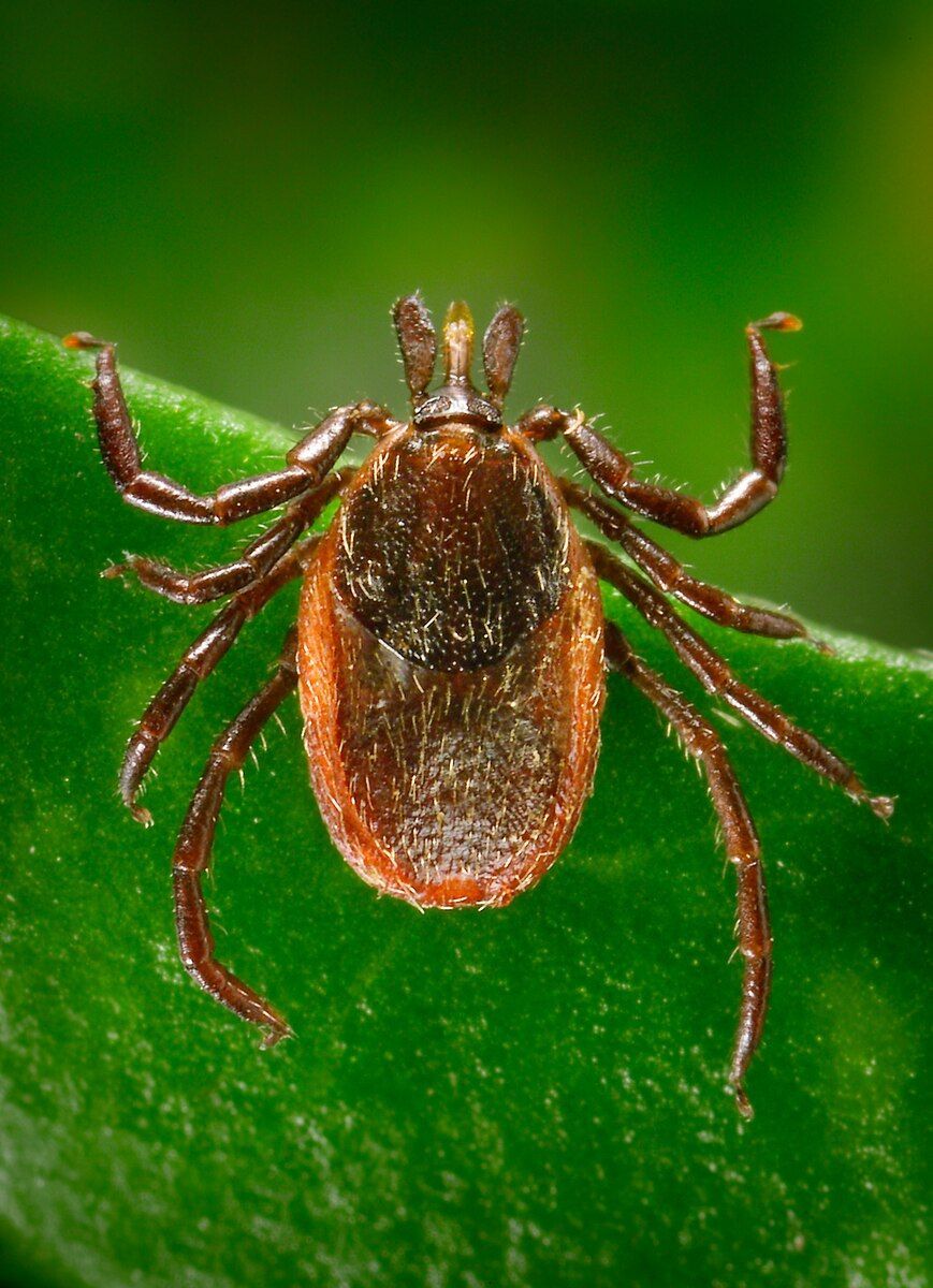 Brown tick on a green leaf common in North Idaho and Spokane.