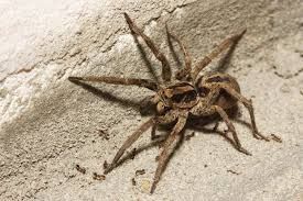 Brown spider with long legs on a light-colored concrete surface common in Post Falls Idaho
