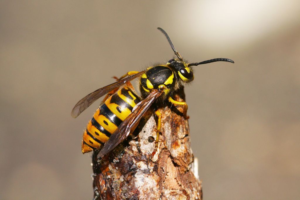 Yellow jacket wasp with black stripes perched on a brown twig common in Liberty Lake.