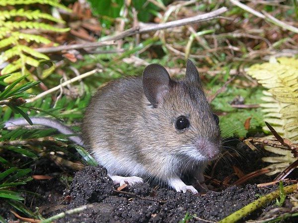 Small brown mouse with large ears sits in dirt and leaves common in CDA Idaho.