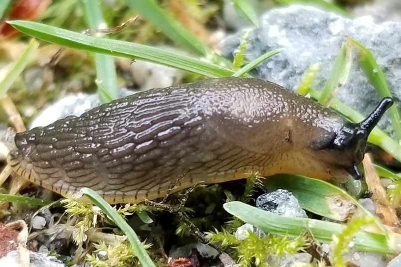 Brown slug on green grass with blades and small rocks in a customer yard located in Coeur d'Alene.