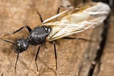 Carpenter ant with wings in Post Falls home.