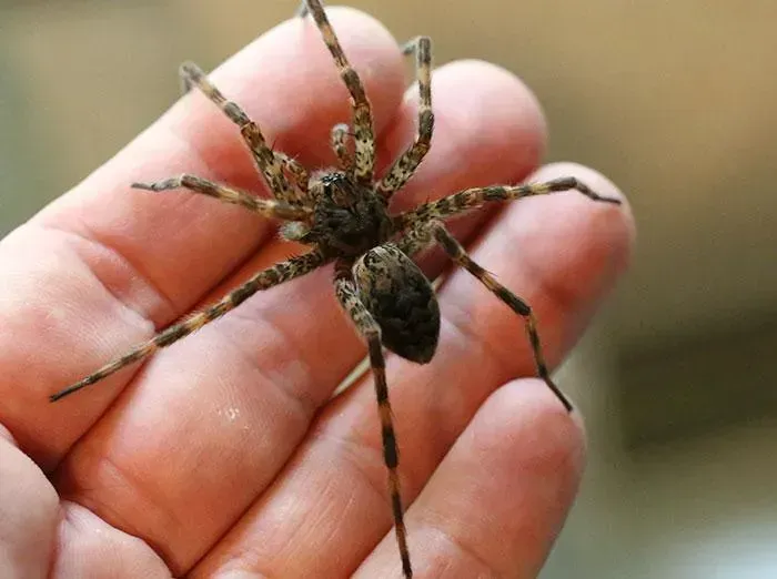 Large brown spider with striped legs on a person's open palm common in Coeur d'Alene.