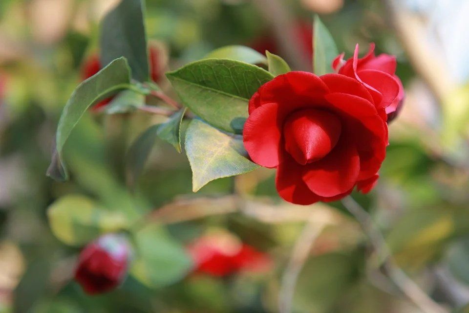 pixabay, lizenzfrei Eine Nahaufnahme einer roten Blume auf einem Ast.