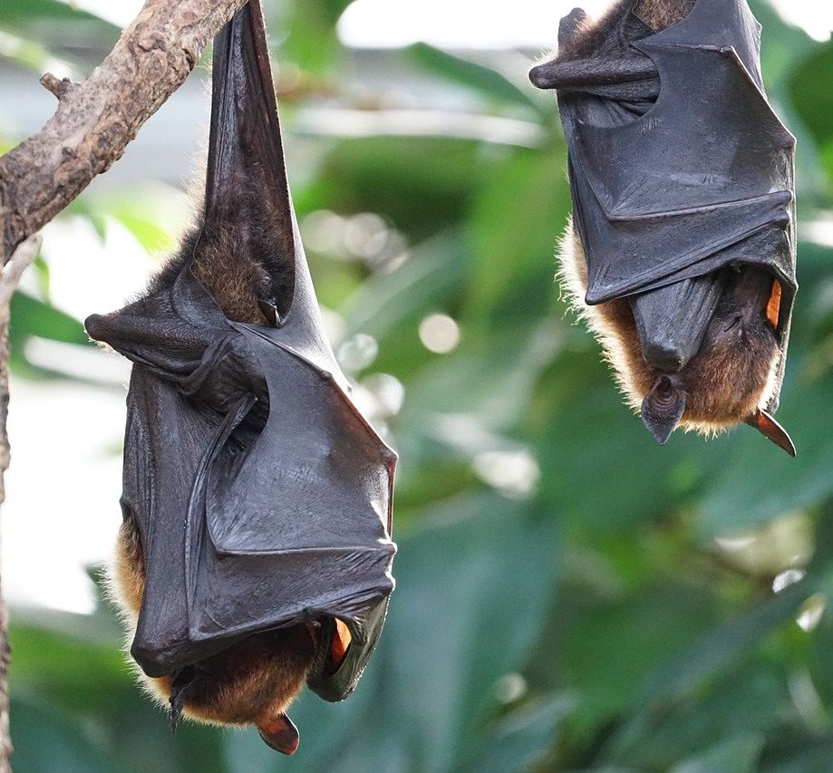 Fledermaus im Fort Hahneberg in Staaken
