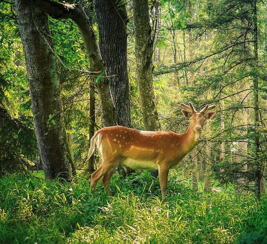 Rotwild im Spandauer Forst in Hakenfelde