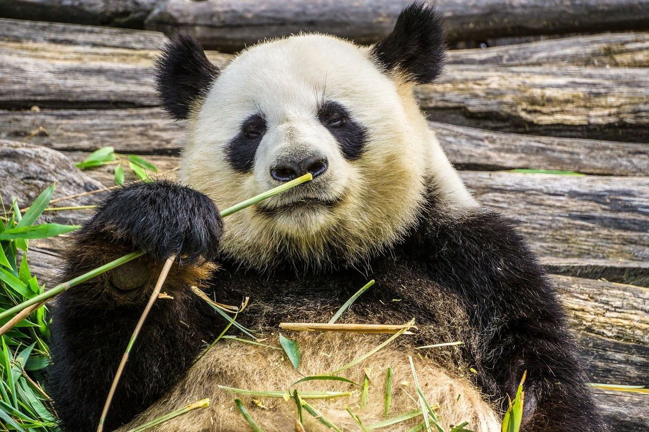 Ein Pandabär liegt auf dem Boden und frisst Bambusblätter.