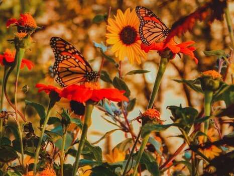 Butterflies on top of flowers