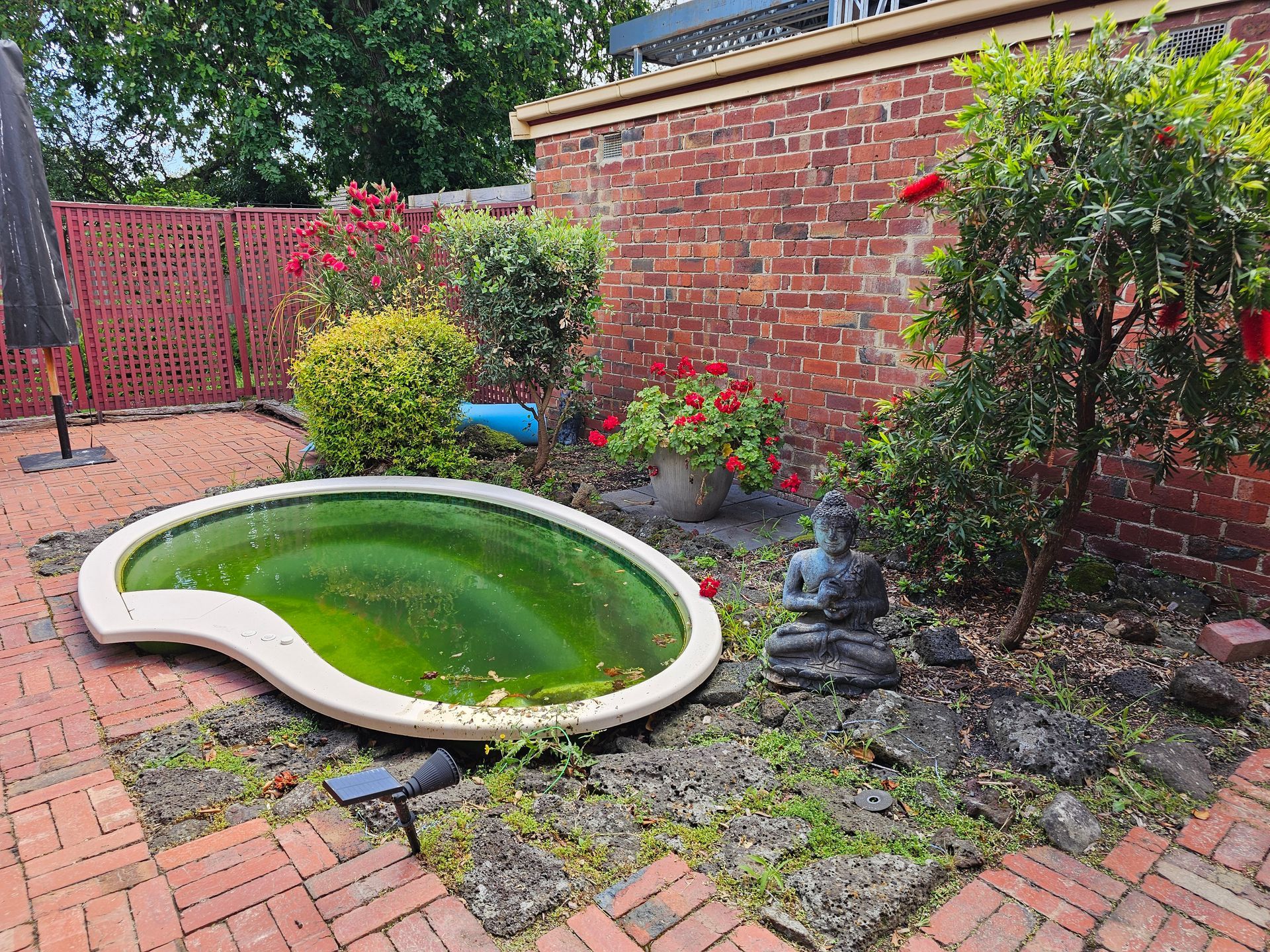 Small Backyard Pond With Green Water Beside a Brick Wall — All Over Pool Removals in Upwey, VIC