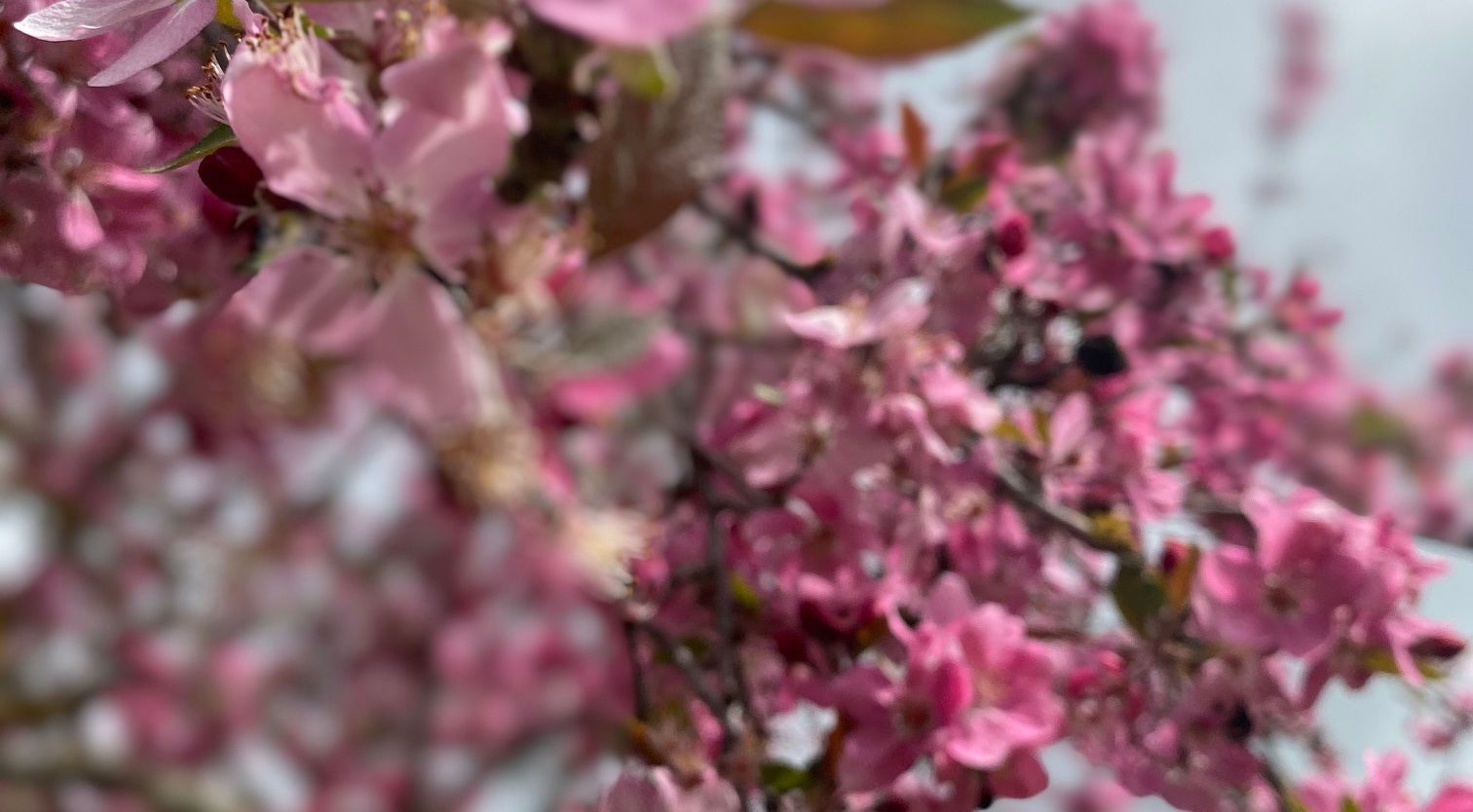 Pink blossoms on tree branches against a cloudy sky.