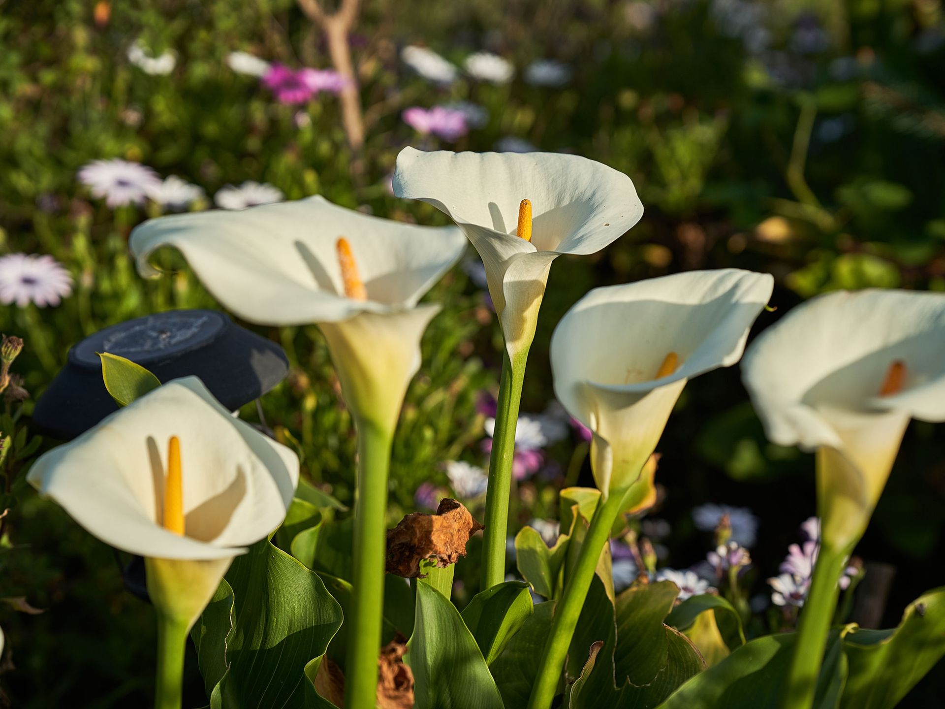 White calla lilies with yellow spadix in a garden setting, surrounded by green leaves and other flowers.