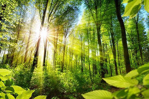 FSC® Chain of Custody Certification — Wetherill Park, NSW — Bright Print Group