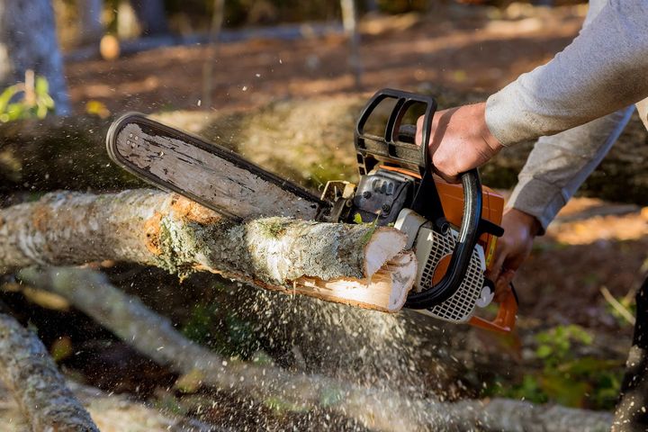 Cutting Down Trees | Concord, CA | Tree Care of California