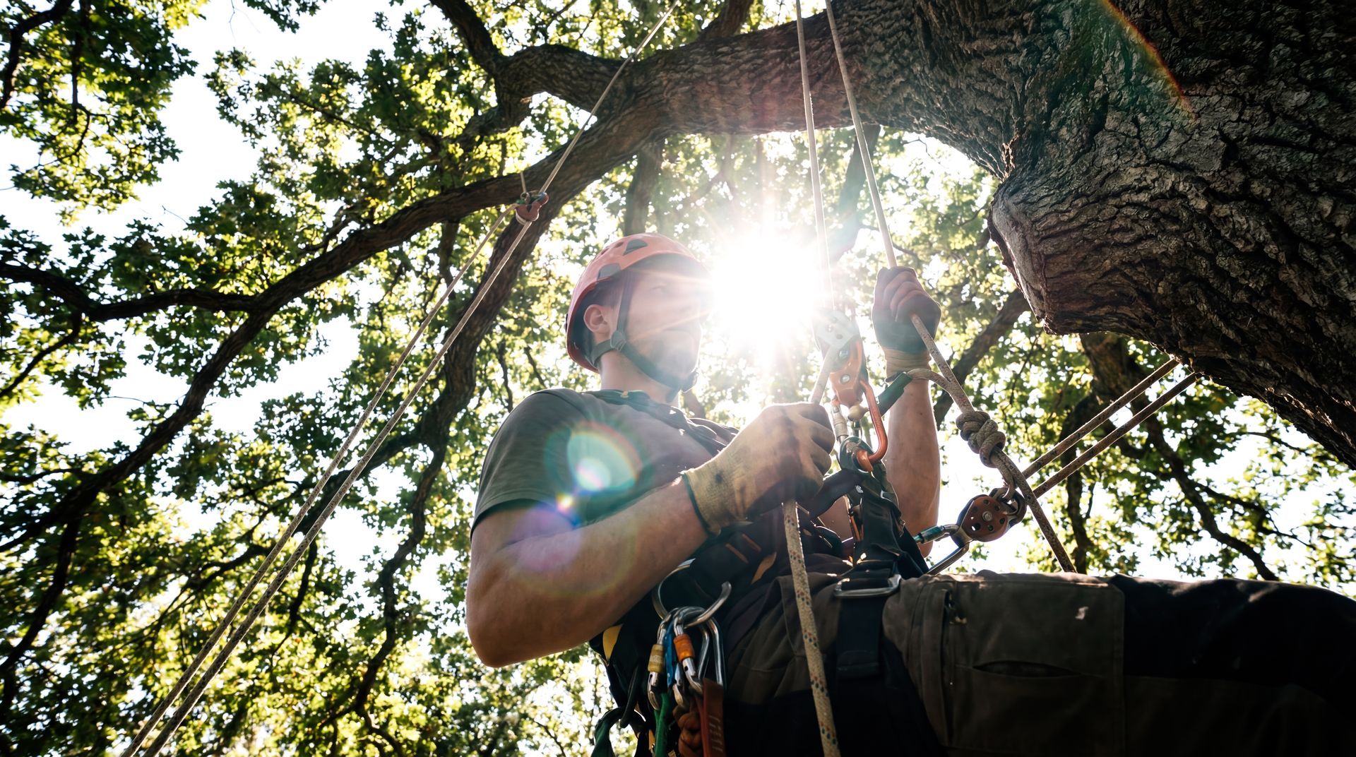 A man climbing a tree with sunlight filtering through leaves, showcasing tree services expertise A man climbing a tree with sunlight filtering through leaves, showcasing tree services expertise