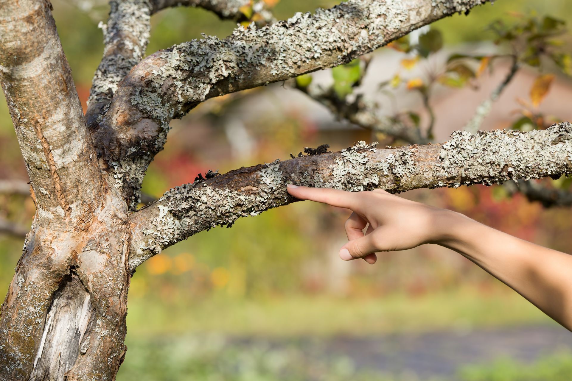 A person points to a damaged, lichen-covered tree branch showing signs of potential tree disease.