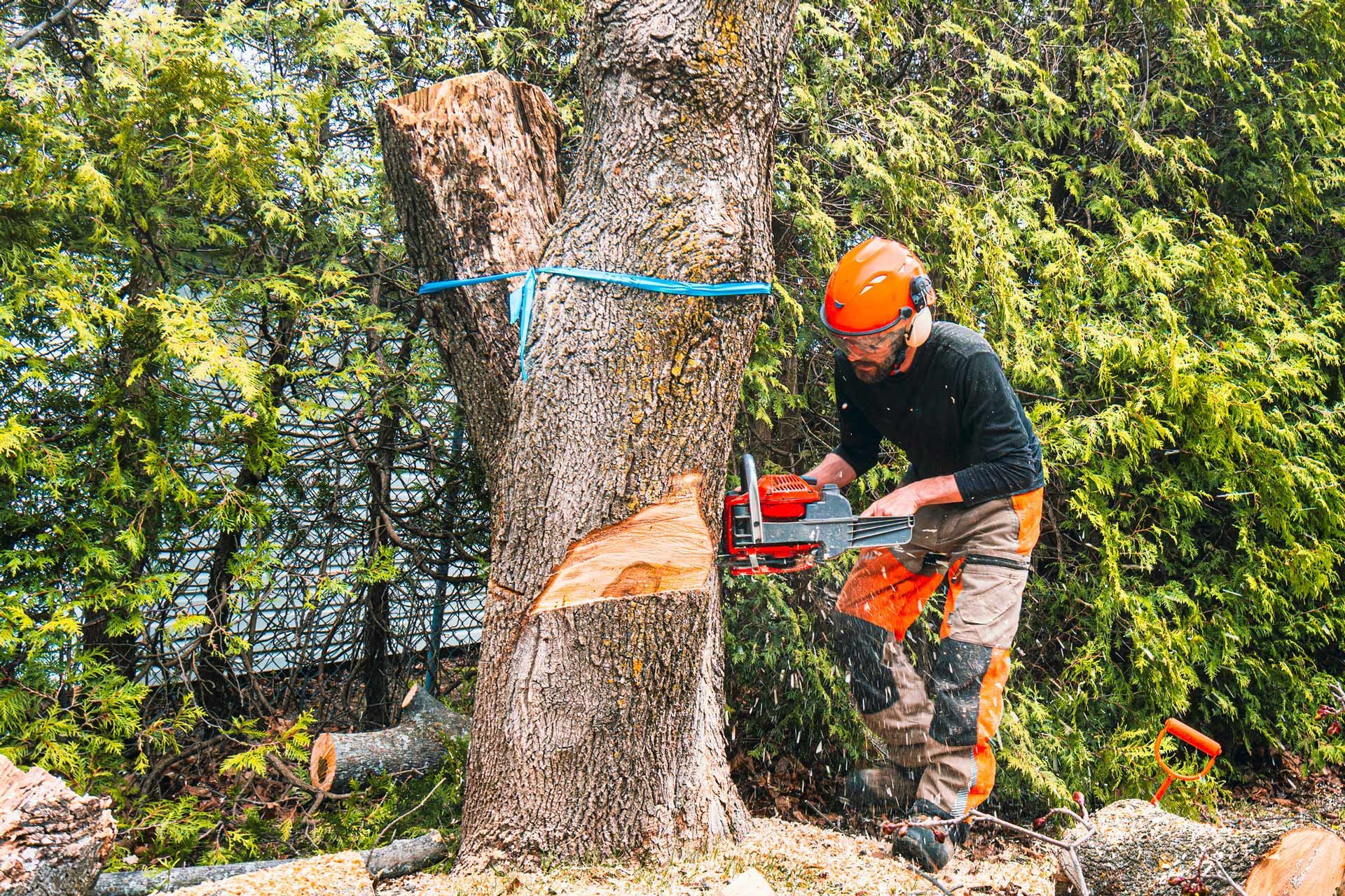 Arborist sawing a sick maple tree trunk with a chainsaw for Tree Services Walnut Creek CA by Tree Care of California